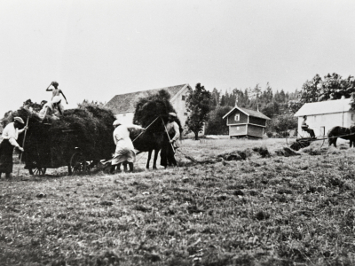Et svart-hvitt-fotografi viser en hest og en kjerre på en eng. Ved siden av og oppi kjerra står fire personer som samler høy og gress i kjerra. Foto
